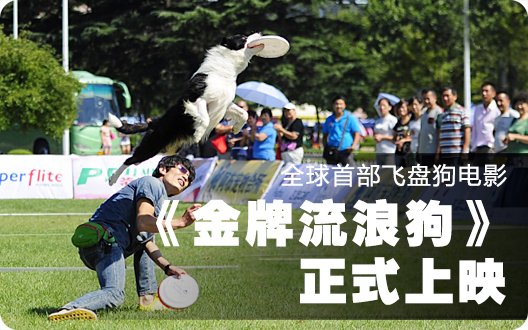全球首部飞盘狗电影《金牌流浪狗》正式上映!--唐先生友情客串