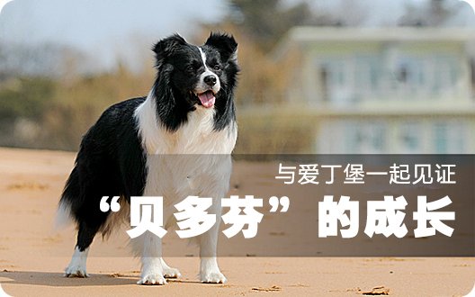 与爱丁堡一起见证“贝多芬”的成长（2010年3月18日）