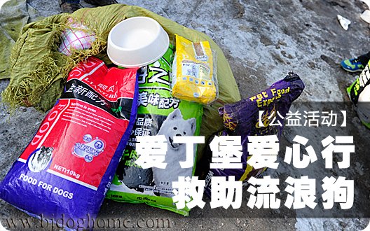 [公益活动]爱丁堡爱心行救助流浪狗（2013-2-2）