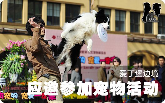 ◆爱丁堡边牧◆应邀参加首创置业宠物活动（2012年4月7日）