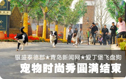 银盛泰德郡★青岛新闻网★爱丁堡飞盘狗宠物时尚秀圆满结束（2010年11月6日）