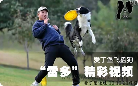 ★○┣爱丁堡飞盘狗——雷多 精彩视频┫○★（2010年11月2日）
