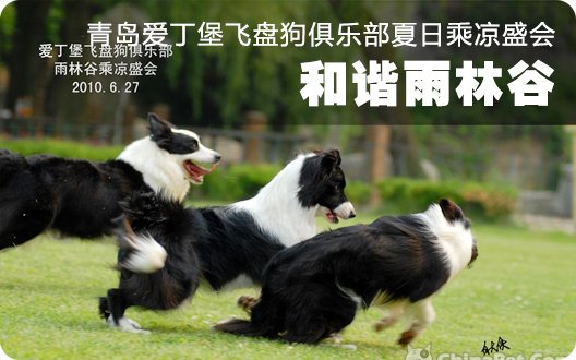 和谐雨林谷--青岛爱丁堡飞盘狗俱乐部夏日乘凉盛会（2010年6月27日）