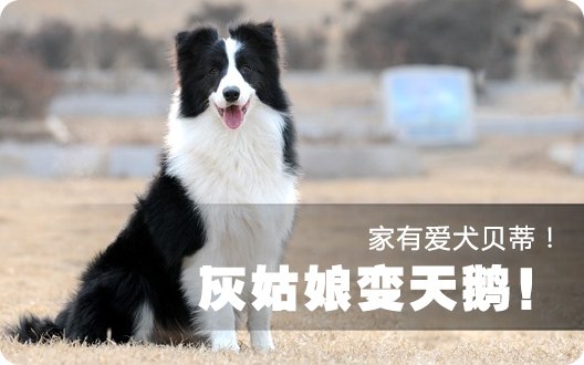 【转帖】——家有爱犬贝蒂！灰姑娘变天鹅！（2010年2月4日）