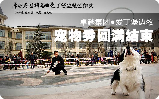 ★卓越集团●爱丁堡边牧宠物秀圆满结束★〓总结照片（2009年3月29日）