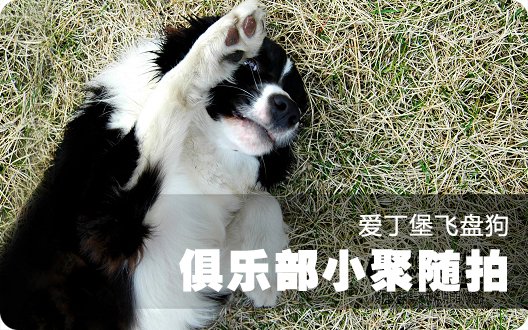 ★○┣爱丁堡飞盘狗俱乐部小聚随拍┫○★(2009年3月17日）