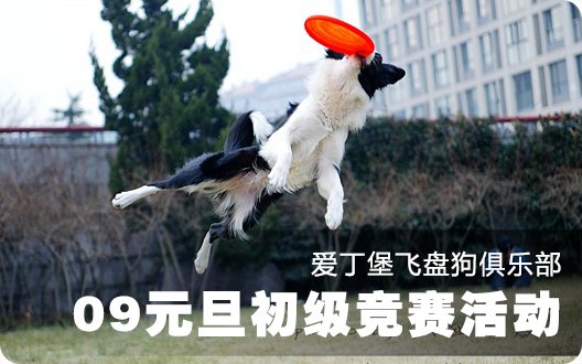 爱丁堡飞盘狗俱乐部09元旦初级竞赛活动圆满结束（2009年1月5日）