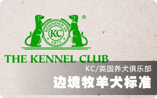 边境牧羊犬英国标准(KC）