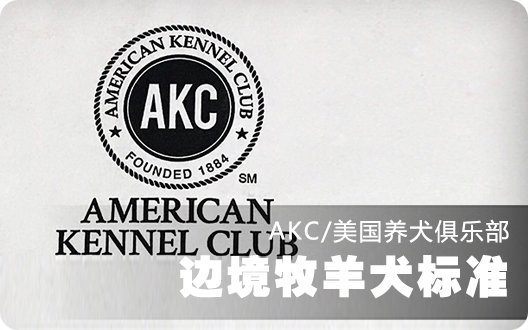 边境牧羊犬美国标准（AKC）
