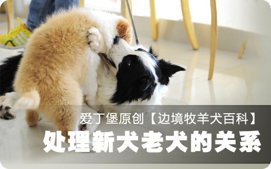 ■□边境牧羊犬百科——处理新犬老犬的关系□■