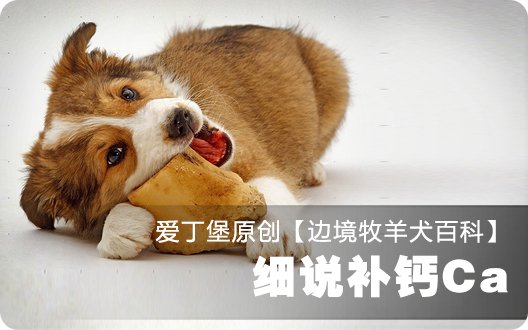 ■□边境牧羊犬百科——细说补钙□■