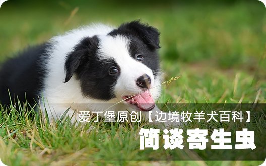 ■□边境牧羊犬百科——简谈寄生虫□■