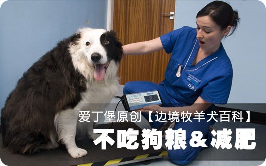 ■□边境牧羊犬百科——不吃狗粮&减肥□■