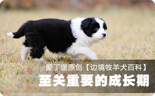 ■□边境牧羊犬百科——至关重要的成长期□■