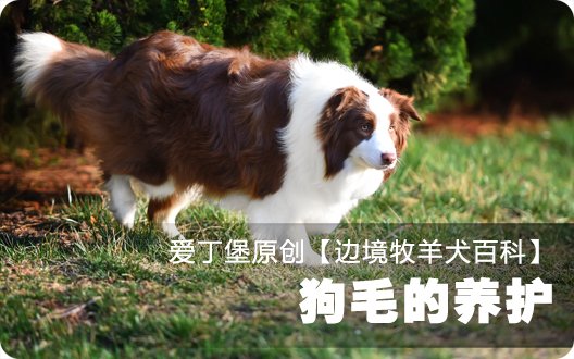■□边境牧羊犬百科——狗毛的养护□■