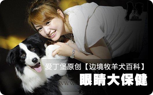 ■□边境牧羊犬百科——眼睛大保健□■