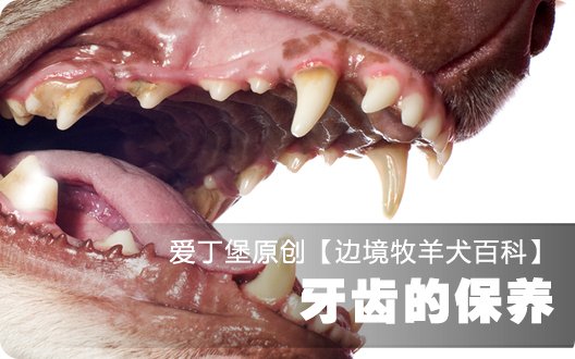 ■□边境牧羊犬百科——牙齿的保养□■