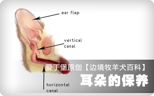 ■□边境牧羊犬百科——耳朵的保养□■