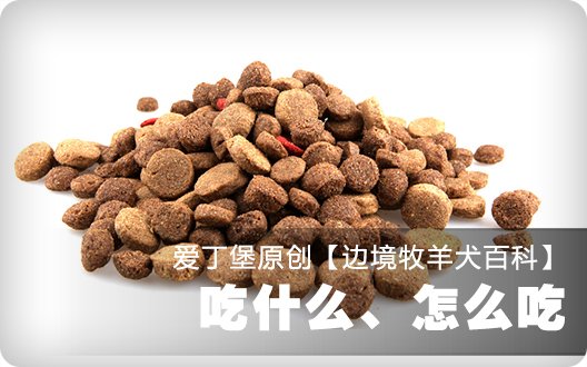 ■□边境牧羊犬百科——吃什么、怎么吃□■