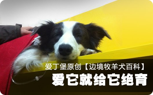 ■□边境牧羊犬百科——爱它就给它绝育(爱丁堡原创)□■