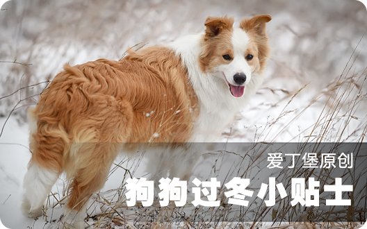 ❄狗狗过冬小贴士❄家有爱犬的注意啦~【爱丁堡原创，转载请注明】