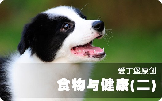 ■□边境牧羊犬百科——食物与健康(二)□■【爱丁堡原创，转载请注明】