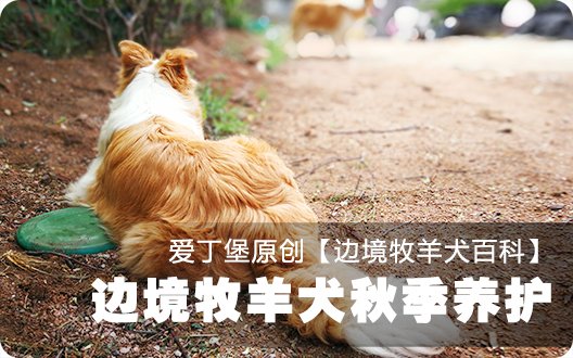 ■□边境牧羊犬百科——边境牧羊犬秋季养护□■(爱丁堡原创，转载请注明)