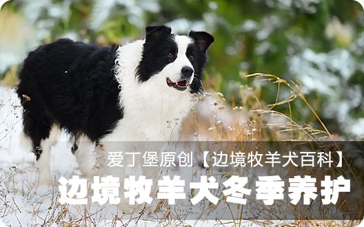 ■□边境牧羊犬百科——边境牧羊犬冬季养护□■【爱丁堡原创，转载请注明】