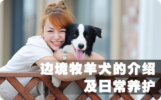 边境牧羊犬的介绍及日常养护!