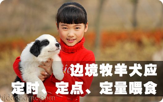 边境牧羊犬应定时、定点、定量喂食