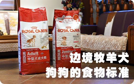 边境牧羊犬狗狗的食物标准