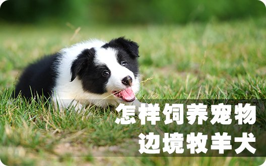 怎样饲养宠物—边境牧羊犬