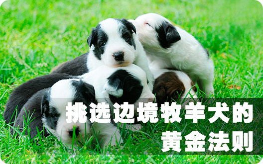 挑选边境牧羊犬的黄金法则