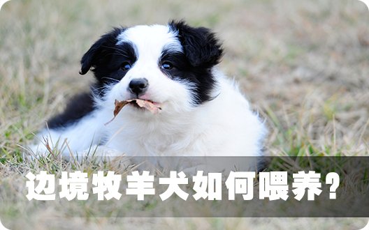 边境牧羊犬如何喂养？