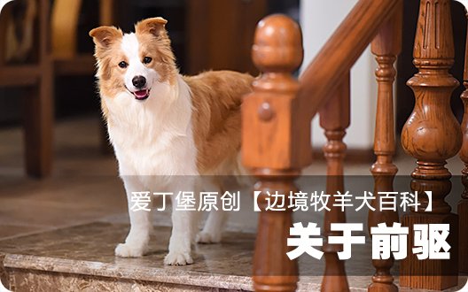 ■□边境牧羊犬百科——关于前驱□■