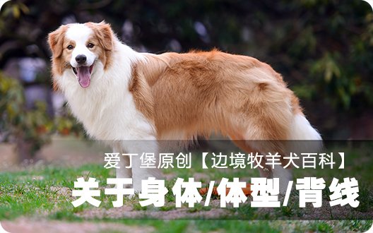 ■□边境牧羊犬百科——关于身体/体型/背线□■