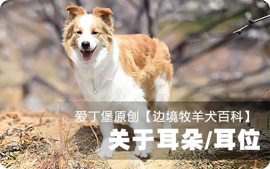 ■□边境牧羊犬百科——关于耳朵/耳位□■