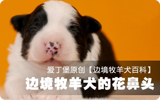 ■□边境牧羊犬百科——边境牧羊犬的花鼻头(爱丁堡原创)□■