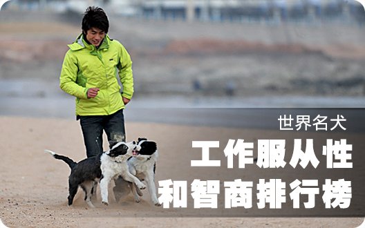 世界名犬工作服从性和智商排行榜