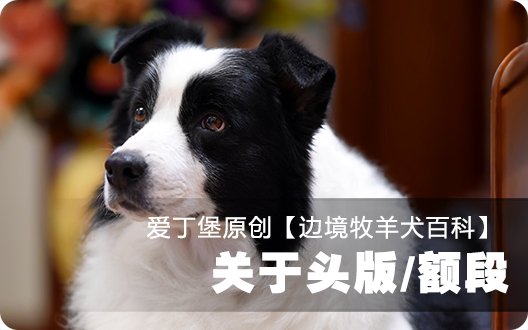 【原创】■□边境牧羊犬百科——关于头版/额段□■