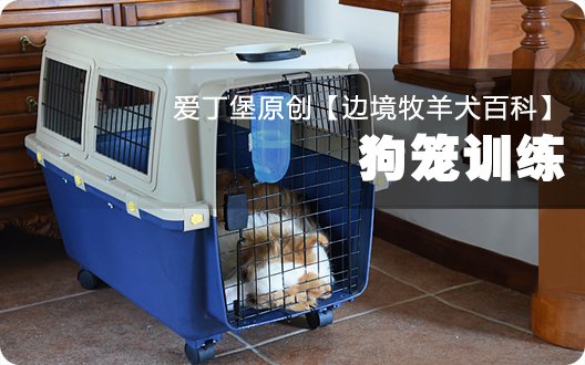 边境牧羊犬百科——狗笼训练