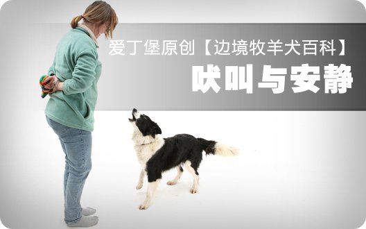 边境牧羊犬百科——吠叫与安静