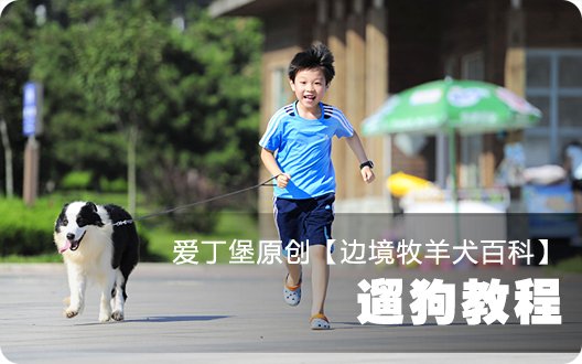 边境牧羊犬百科——遛狗教程