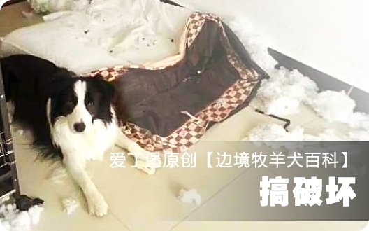 边境牧羊犬百科——搞破坏