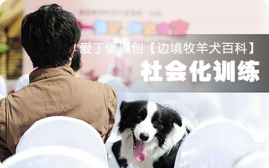 边境牧羊犬百科——社会化训练