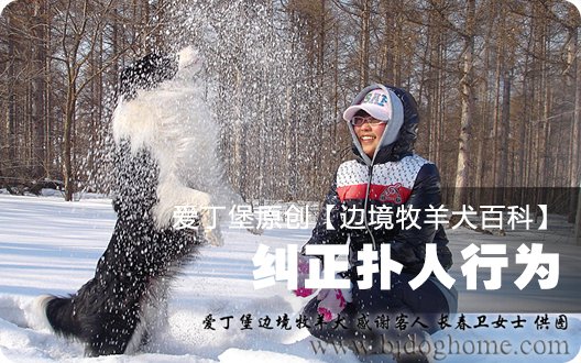 边境牧羊犬百科——纠正扑人行为
