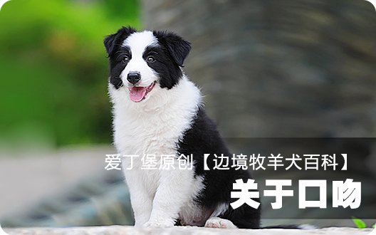 ■□边境牧羊犬百科——关于口吻□■