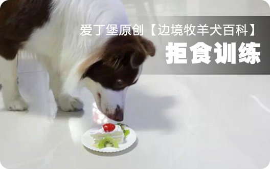 边境牧羊犬百科——拒食训练