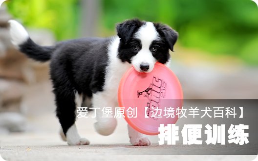 边境牧羊犬百科——排便训练