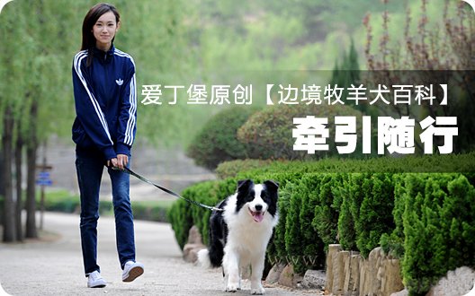 边境牧羊犬百科——牵引随行